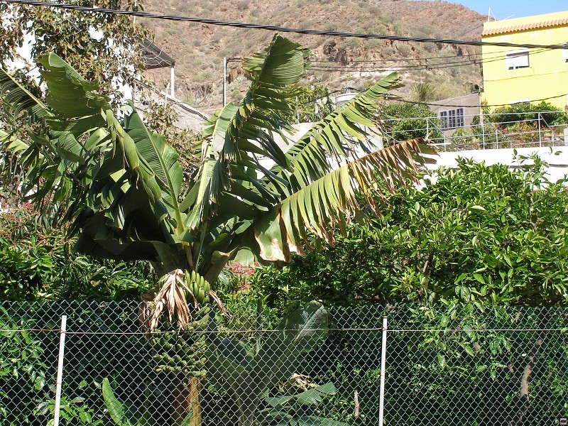 img00011.jpg